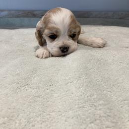 Girl 4 - Red and white female Cocker Spaniel puppy in Rising Sun, Maryland from Palmtree Cockers