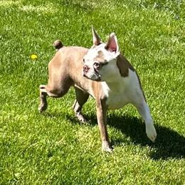 Gretel - Boston Terrier