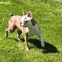 Gretel - Boston Terrier