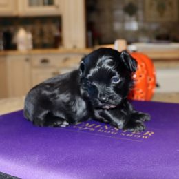 Ferretti - Black and white female Havanese puppy in Hamptonville, North Carolina from Alabama Havanese Kennel