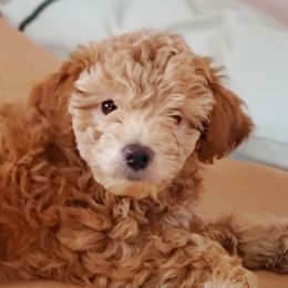Aussiedoodle and Bernedoodle Puppies from Color Country Doodles