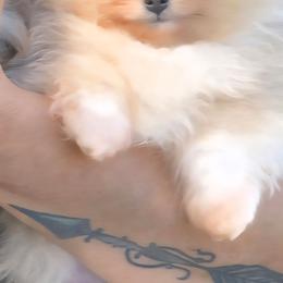 Big John - Chocolate merle male Pomeranian puppy in Ontario, Oregon from S'more Pomeranians