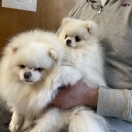Pomeranian All Grown Up from Luna Kennel