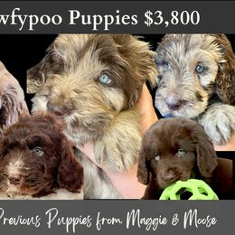 Newfoundland Puppies from KelleyDoodles