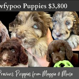 Newfoundland Puppies from KelleyDoodles