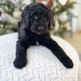 Goldendoodle Puppies from Daisy Mae Doodles