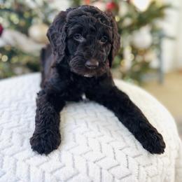 Goldendoodle Puppies from Daisy Mae Doodles