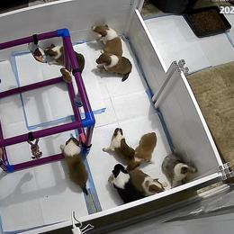 Collie Puppies from Jolly Collies