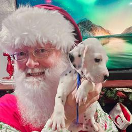 Henry - White and black male Dalmatian puppy in Katy, Texas from Lone Star Dalmatians