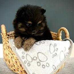 Buttercup - Black and tan female Pomeranian puppy in Foley, Alabama from Southern Gem's Pomeranian