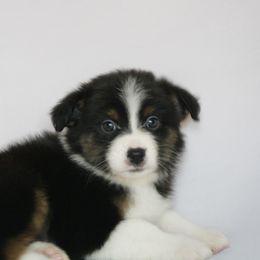 Stella - Black tri-color female Australian Shepherd puppy in Richmond, Texas from Big Zen Aussies