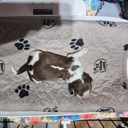 Boy 5 - Red and white male English Springer Spaniel puppy in Saginaw, Michigan from Kemerer Springers