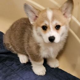 Pembroke Welsh Corgi Puppies from Kari's Pembroke Welsh Corgis