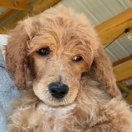 Iris - Apricot female Poodle puppy in Greenwich, New York from MizzElle’s Standard Poodles