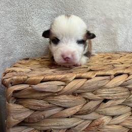 Boy 1 - White and red male Pembroke Welsh Corgi puppy in Alabama from White Oak Corgis and Retrievers