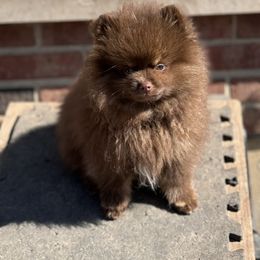 Pomeranian Puppies from BackRoad Pomeranians