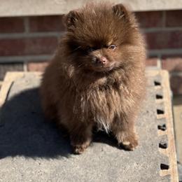 Pomeranian Puppies from BackRoad Pomeranians