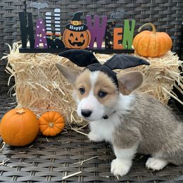 Pembroke Welsh Corgi Puppies from Rain City Corgis