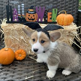 Pembroke Welsh Corgi Puppies from Rain City Corgis