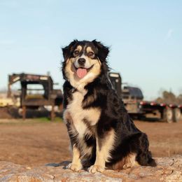 Razzle - Australian Shepherd