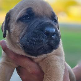Orange - Fawn male Cane Corso puppy in Granbury, Texas from La Muerte Corso Kennel