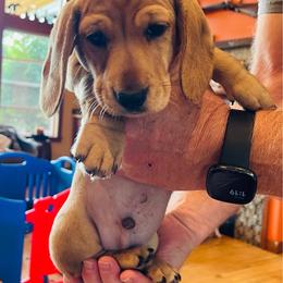 Shaded Red - Red male Dachshund puppy in Sultan, Washington from Honeydew Ranch