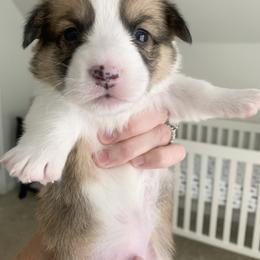 Boy 3 - Red Pembroke Welsh Corgi puppy in Cumming, Georgia from Carter’s Corgis LLC