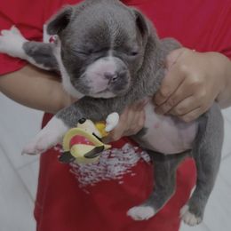 Girl 1 - Black and white Boston Terrier puppy in Anson, Texas from Adrienne Campbell's Boston Terriers