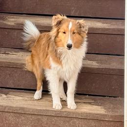 Cindy-Lou - Sable merle and white female Shetland Sheepdog puppy in Union, New Jersey from McDermon Shelties