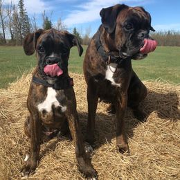 Boxers from Rutherford Boxers