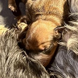 Dachshund Puppies from Hot Diggity dogs