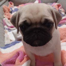Ace - Fawn Pug puppy in Oregon from Azalea Pugs