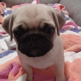 Ace - Fawn Pug puppy in Oregon from Azalea Pugs