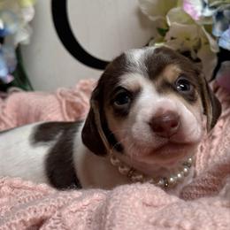 Confetti - Piebald female Dachshund puppy in Fayetteville, West Virginia from Loop Creek Dachshunds