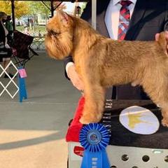 Brussels Griffons from Crouse Griffons