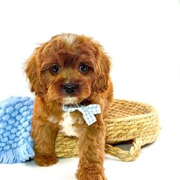 Milo - Red male Cavapoo puppy in Melissa, Texas from Southern Love Cavapoos & Maltipoos