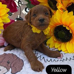 Sunny (Yellow) - Red  female Goldendoodle puppy in Miami, Florida from Katy's Toy Poodles