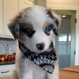Australian Shepherd Puppies from Aussie Knights Kennel