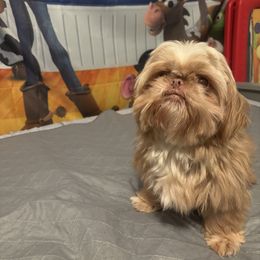 Sumlee - Shih Tzu