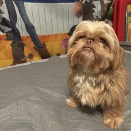 Sumlee - Shih Tzu