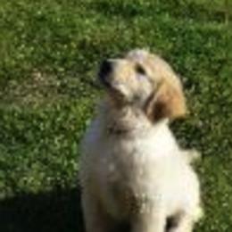 Golden Retrievers from Cashmere Golden Retrievers
