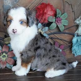Boy 1 - Blue merle male Aussiedoodle puppy in Lawton, Oklahoma from Lindsey’s Aussies