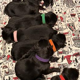 Green Boy - Black male Labrador Retriever puppy in Colorado from Albrecht Farms Labrador Retrievers
