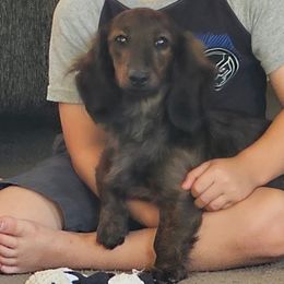 Scarlett - Dachshund