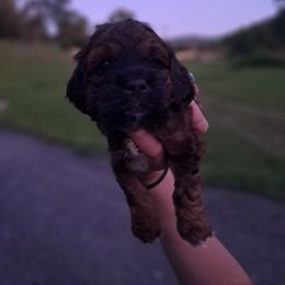 Brooks - Sable and white male Cockapoo puppy in Mena, Arkansas from Ouachita River Cockapoos