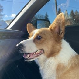 Gemma - Pembroke Welsh Corgi