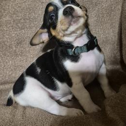 Glory - White and black female Teddy Roosevelt Terrier puppy in Murray, Kentucky from Froschwald German Shepherds and Xanadu Teddy Roosevelt Terriers