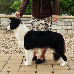 AKC Champion Quote - Black female Border Collie puppy in Noble, Oklahoma from CheckItOut Border Collies