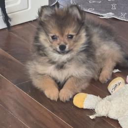 Audra - Orange sable female Pomeranian puppy in El Centro, California from BabyBooPoms