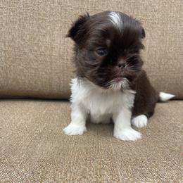 Bennett - Liver and white male Shih Tzu puppy in Hematite, Missouri from Free Range Shih Tzus